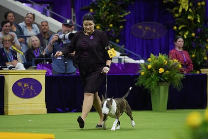 Westminster Kennel Club