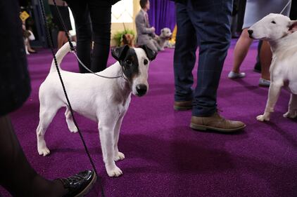 Westminster Kennel Club