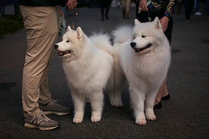 Westminster Kennel Club