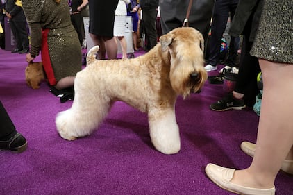 Westminster Kennel Club