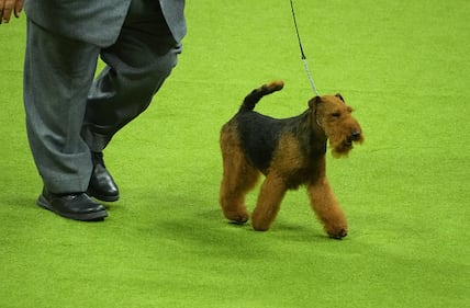 Westminster Kennel Club