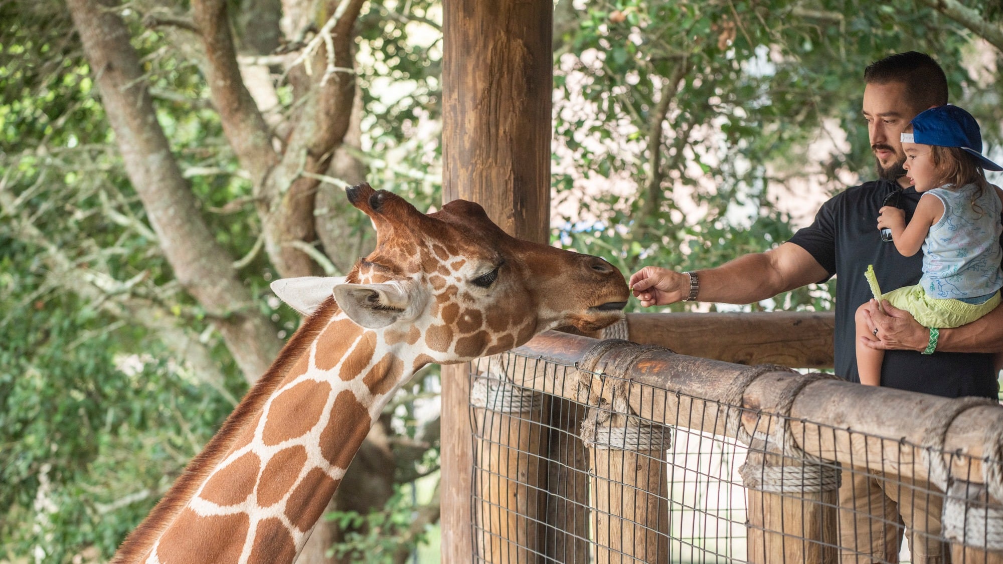 A man and a child feed a giraffe at the Jacksonville Zoo and Gardens