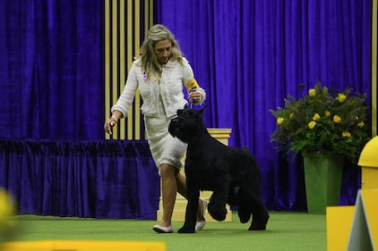 Westminster Kennel Club