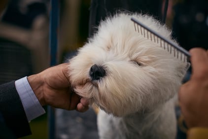 Westminster Kennel Club