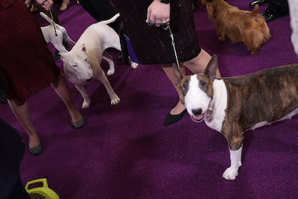 Westminster Kennel Club