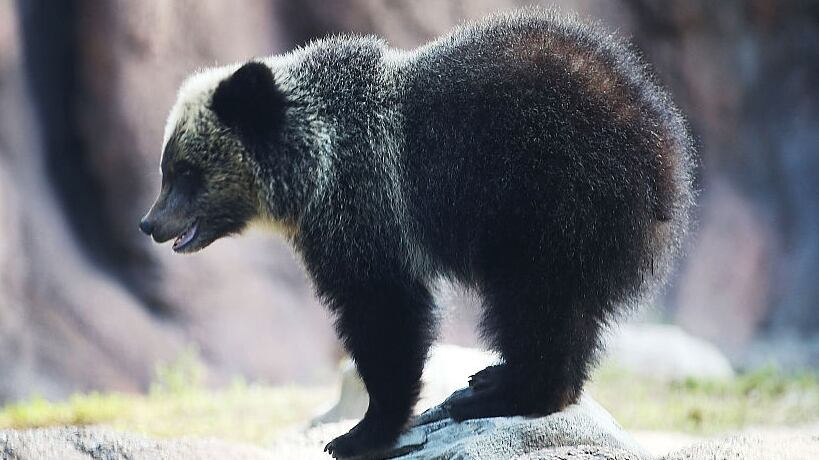 Wildlife officials said a group of people were caught on video trying to pull two bear cubs from a tree by an apartment complex in Asheville, North Carolina.